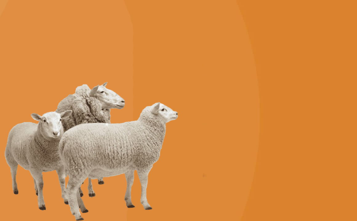 promo-banner-image